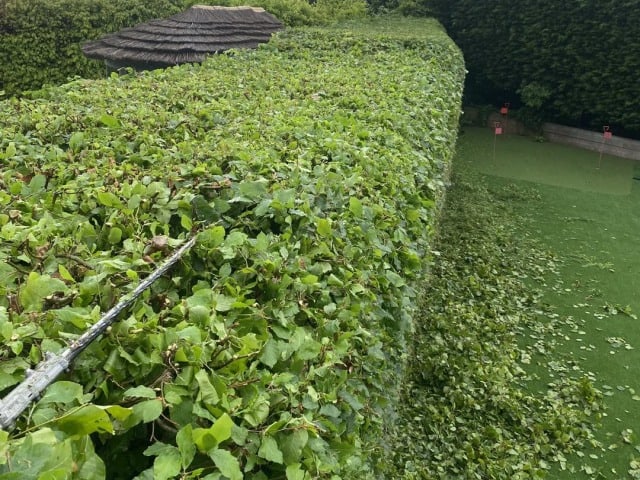 Hedge Trimming Service, Hedge Reduction, Hedge Removal