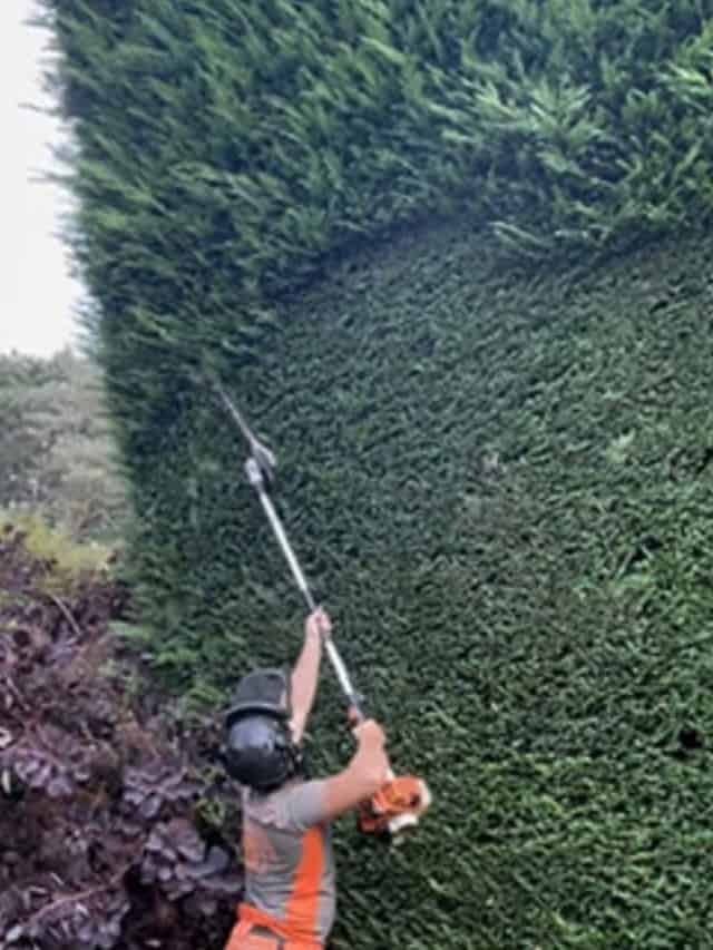Hedge Trimming Services, Hedge Maintenance, Hedge Reduction, Hedge Removal