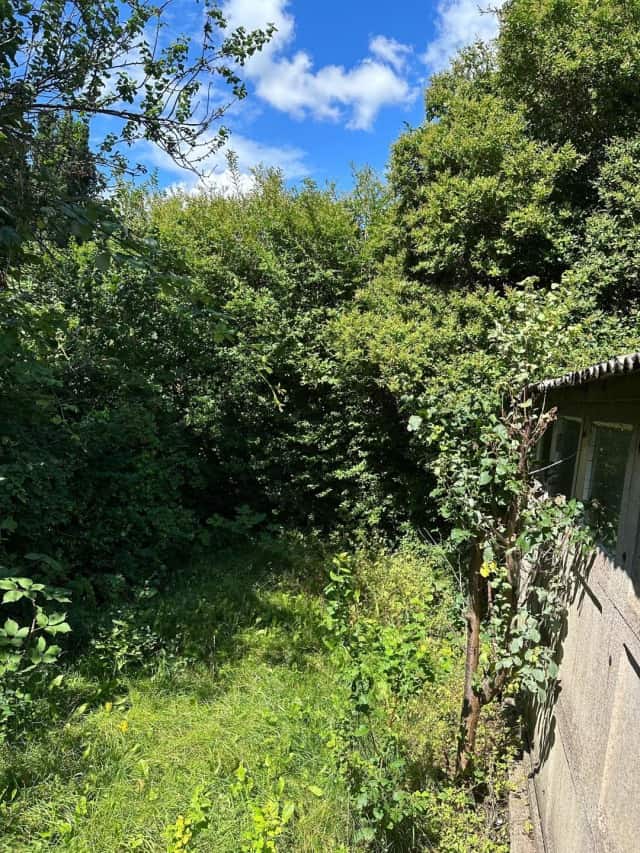 Overgrown Garden Clean up, Garden Tidy Up, Weed Clearing