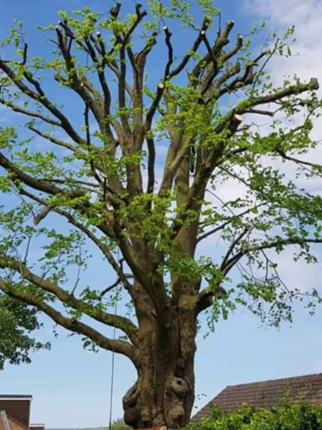 Tree Care Services, Tree Removal, Tree Topping, Tree Pruning Services