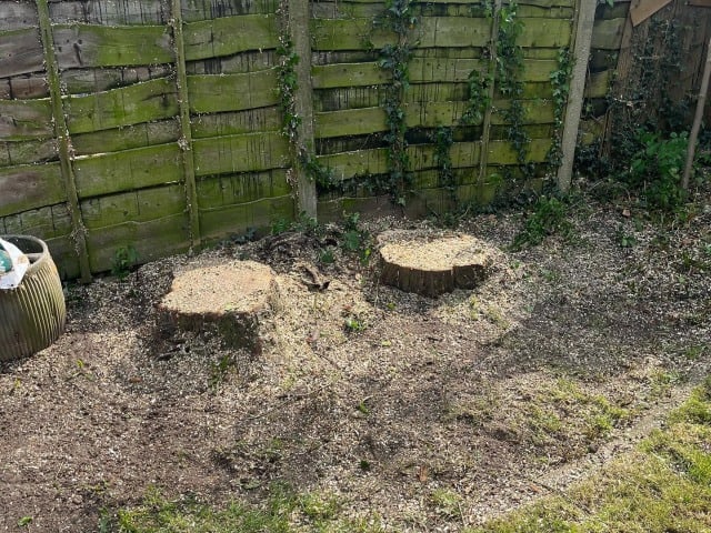 Tree Services, Tree Removal, Tree Topping, Tree Pruning Services